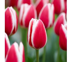 Tulipa - Candy Apple Delight
