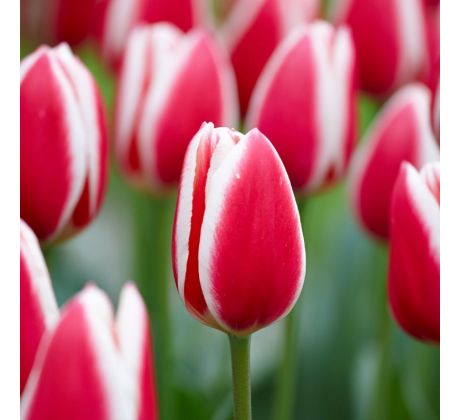 Tulipa - Candy Apple Delight