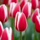 Tulipa - Candy Apple Delight