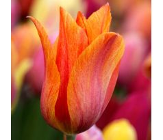 Tulipa - El Niño