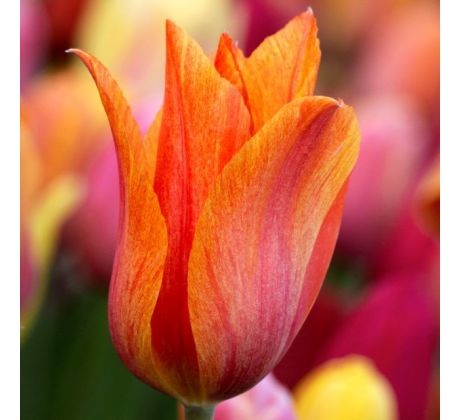 Tulipa - El Niño