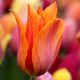 Tulipa - El Niño