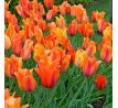 Tulipa - El Niño