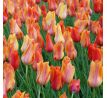 Tulipa - El Niño