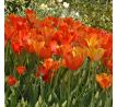 Tulipa - El Niño