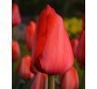 Tulipa - Red Impression
