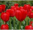 Tulipa - Red Impression