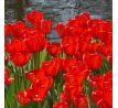 Tulipa - Red Impression