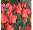 Tulipa - Red Impression