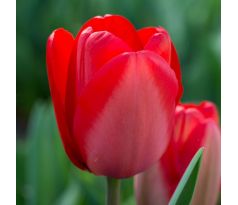 Tulipa - Red Impression