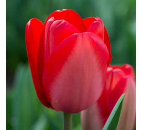 Tulipa - Red Impression