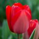 Tulipa - Red Impression