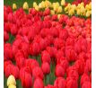 Tulipa - Parade