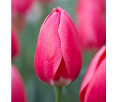 Tulipa - Rosy Delight