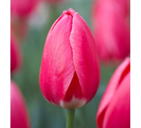 Tulipa - Rosy Delight