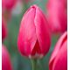 Tulipa - Rosy Delight