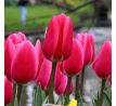 Tulipa - Rosy Delight