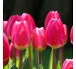Tulipa - Rosy Delight