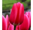 Tulipa - Rosy Delight