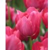 Tulipa - Lady van Eijk