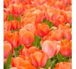 Tulipa - Orange van Eijk