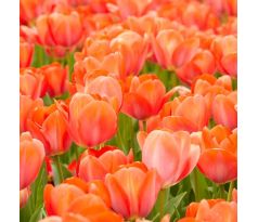 Tulipa - Orange van Eijk