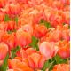 Tulipa - Orange van Eijk