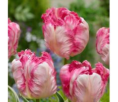 Tulipa - Silver Parrot