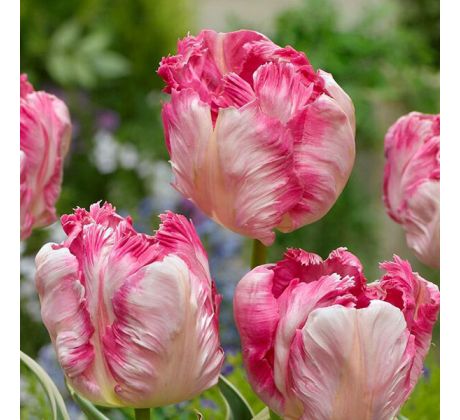 Tulipa - Silver Parrot