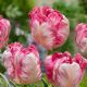 Tulipa - Silver Parrot