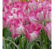 Tulipa - Silver Parrot