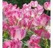 Tulipa - Silver Parrot