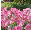 Tulipa - Silver Parrot