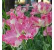 Tulipa - Silver Parrot