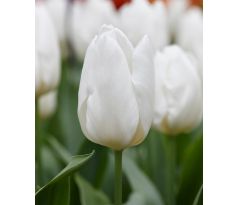 Tulipa - White Prince