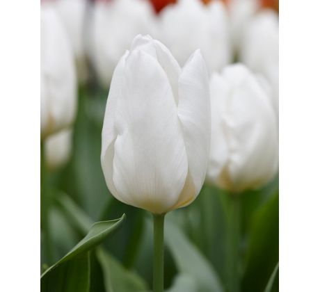Tulipa - White Prince