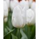 Tulipa - White Prince