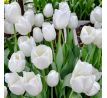 Tulipa - White Prince