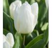 Tulipa - White Prince