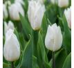 Tulipa - White Prince