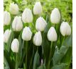Tulipa - White Prince