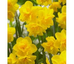 Narcissus - Golden Delicious