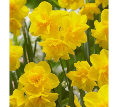 Narcissus - Golden Delicious