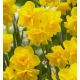 Narcissus - Golden Delicious