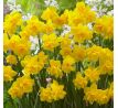 Narcissus - Golden Delicious