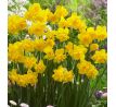 Narcissus - Golden Delicious