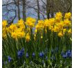 Narcissus - Golden Delicious