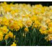 Narcissus - Golden Delicious