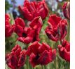 Tulipa - Bastogne Parrot / 8ks v balení