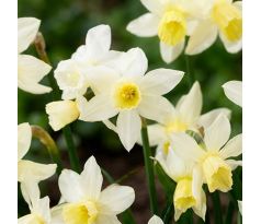 Narcissus - Sailboat